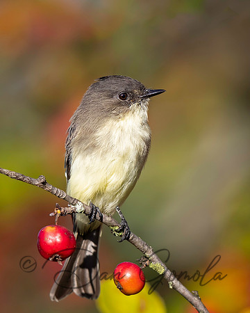 Eastern Phoebe