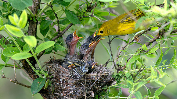 Yellow Warbler