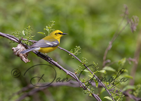 Blue-winged Warbler