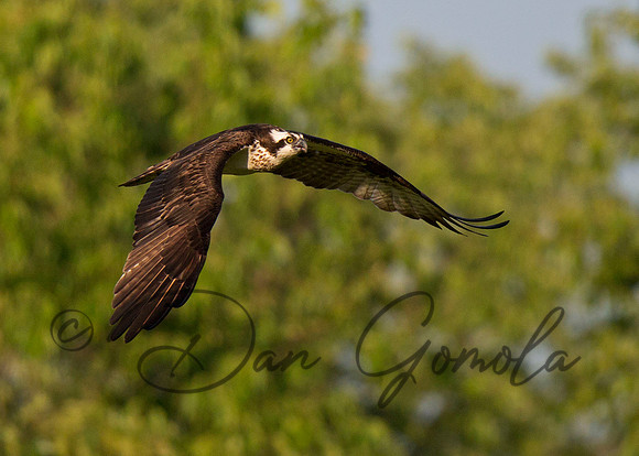 Osprey