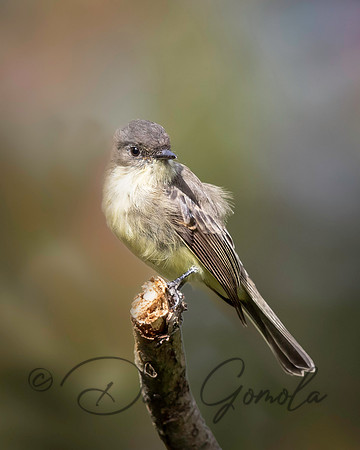 Eastern Phoebe