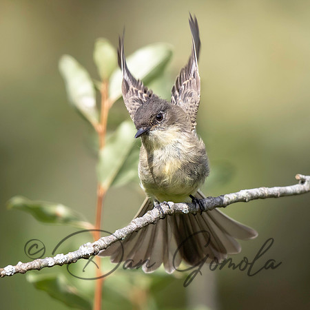 Eastern Phoebe