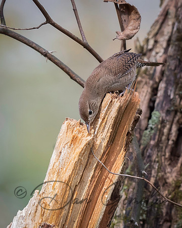 House Wren