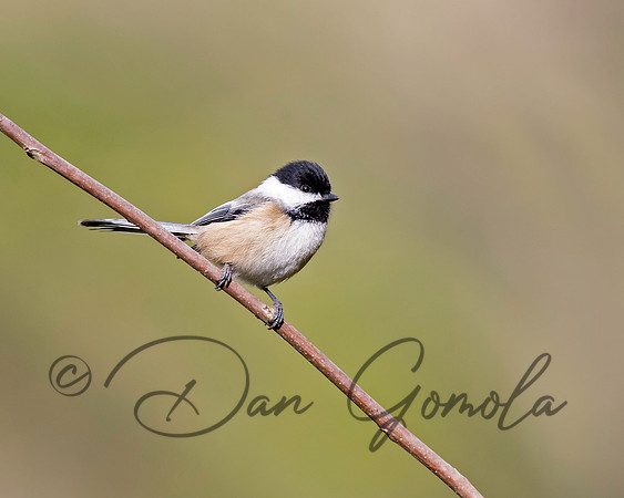 Black-capped Chickadee