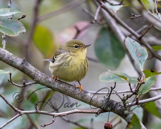 Blackpoll Warbler