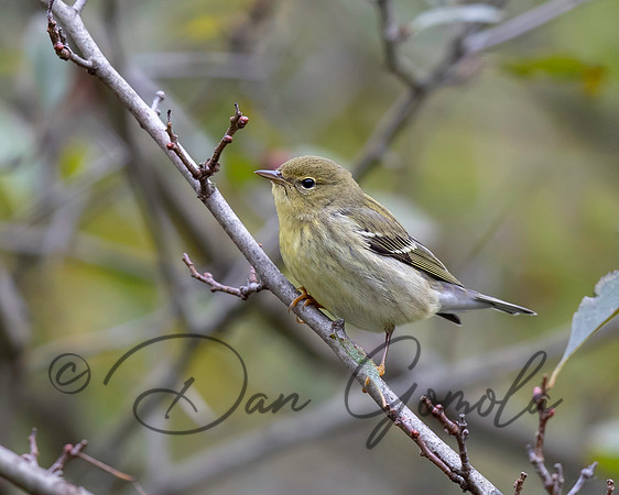 Blackpoll Warbler