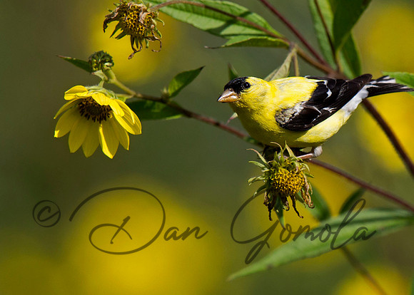 American Goldfinch