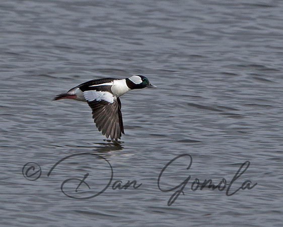 Bufflehead