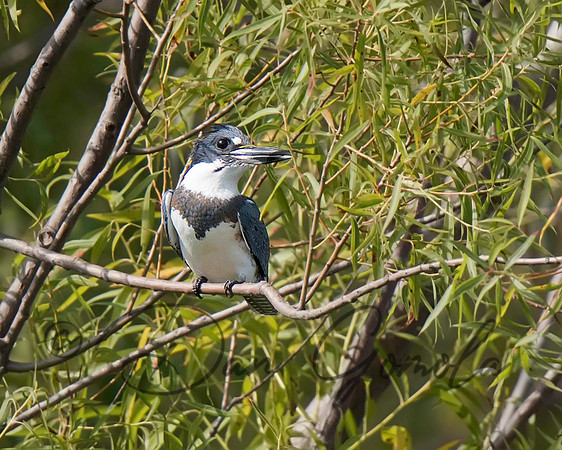 Belted Kingfisher