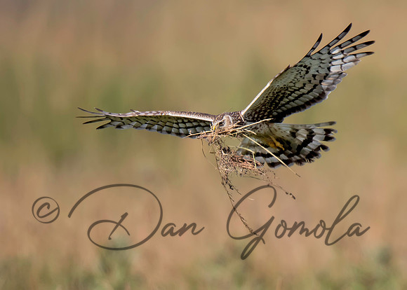 Northern Harrier