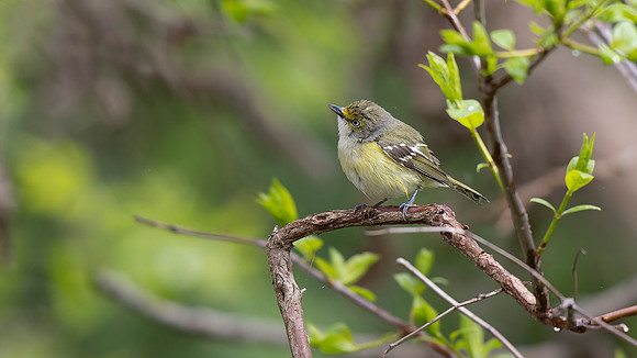 White-eyed Vireo