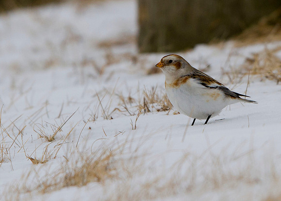 Snow Bunting