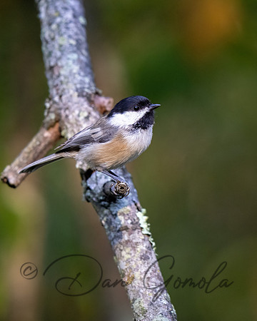 Black-capped Chickadee
