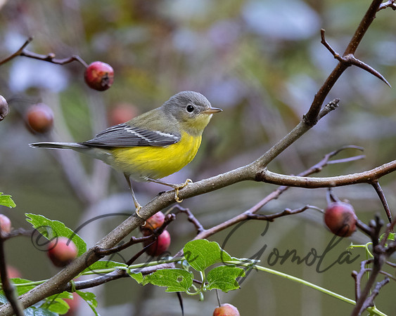 Magnolia Warbler
