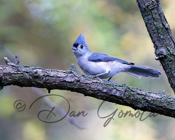 Tufted Titmouse