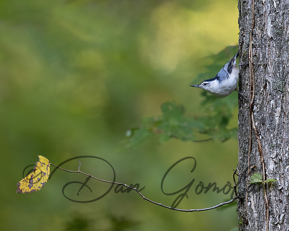 White-breasted Nuthatch