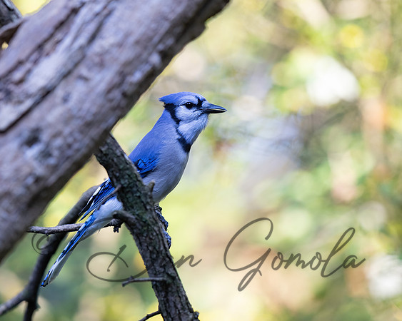 Blue Jay