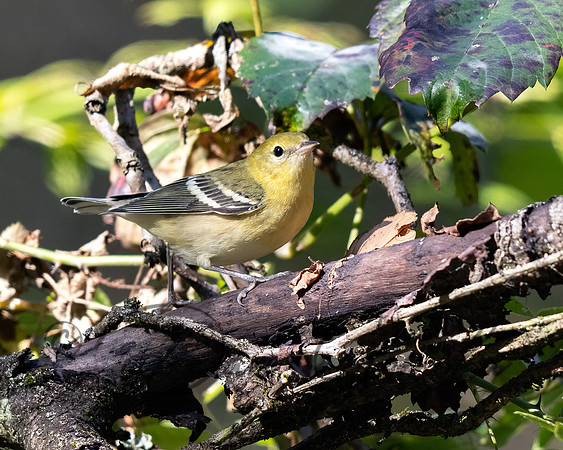 Bay-breasted Warbler