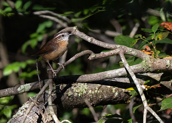 Carolina Wren