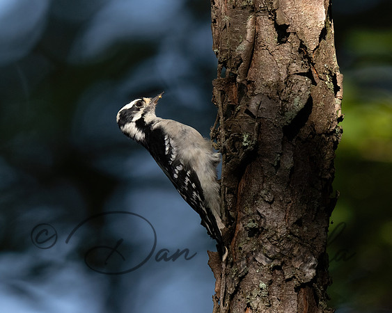Downy Woodpecker