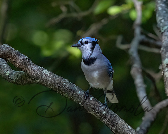 Blue Jay
