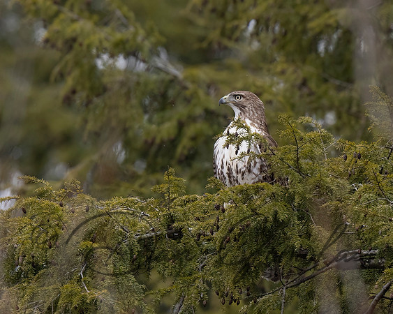 Red-tailed Hawk