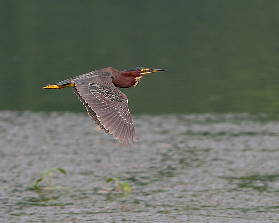 Green Heron