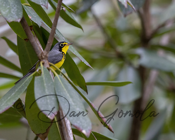 Canada Warbler