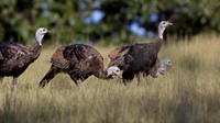 Wild Turkey