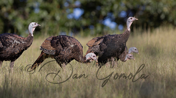 Wild Turkey