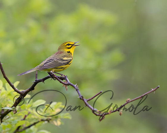 Prairie Warbler