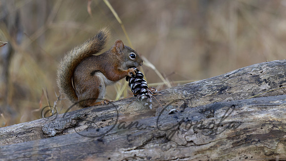 Red Squirrel
