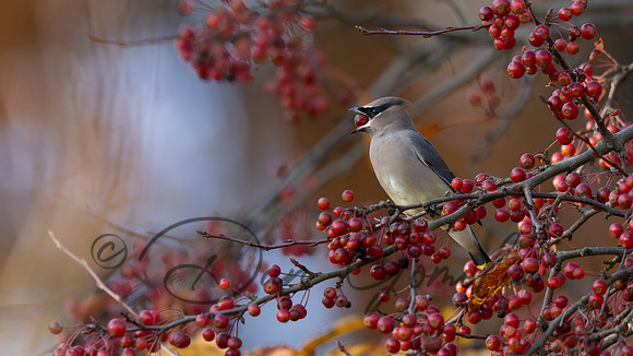 Cedar Waxwing