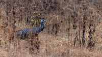 Wild Turkey