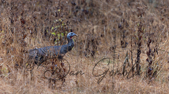 Wild Turkey