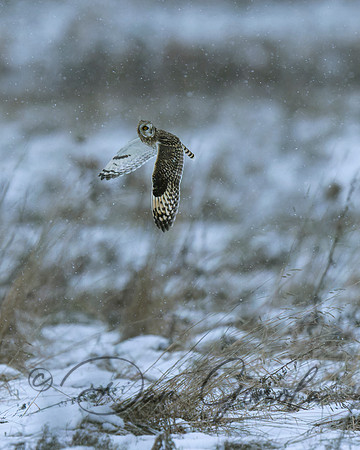 Short-eared Owl