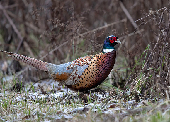 Ring-necked Pheasant