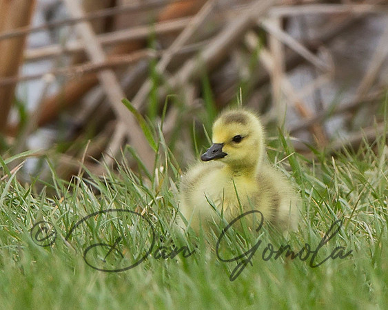 Canada Goose (gosling)