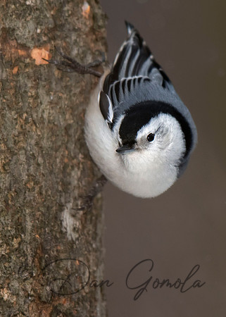 White-breasted Nuthatch