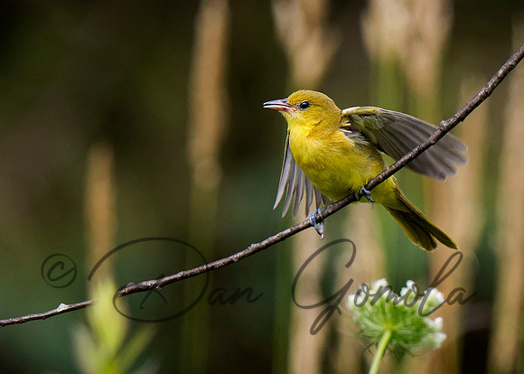 Orchard Oriole