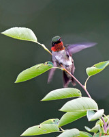 Ruby-throated Hummingbird