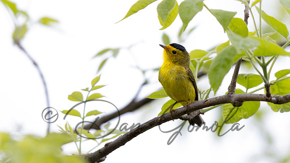 Wilson's Warbler