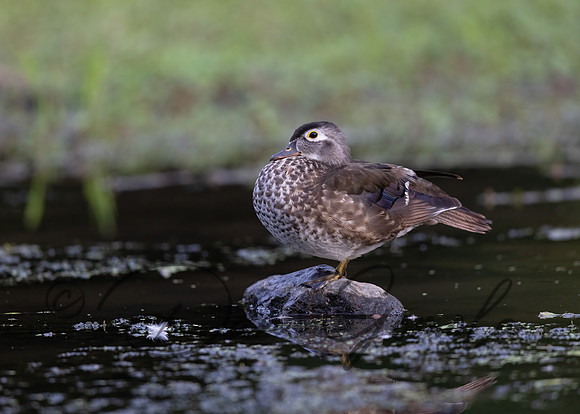 Wood Duck
