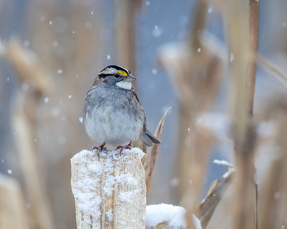 White-throated Sparrow