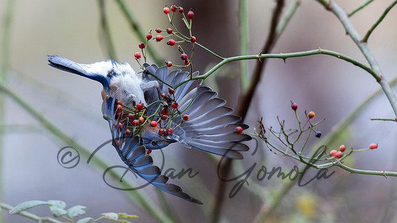 Eastern Bluebird