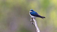 Tree Swallow