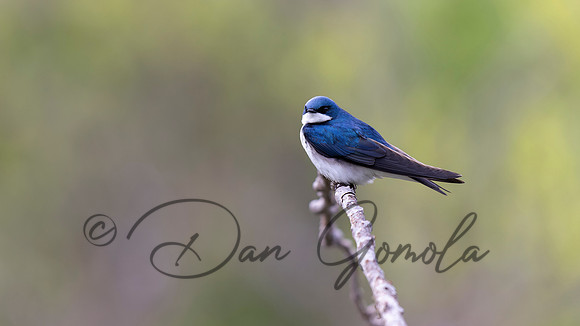 Tree Swallow