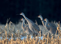 Sandhill Crane