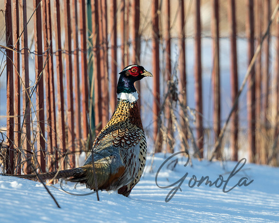 Ring-necked Pheasant