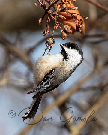 Black-capped Chickadee